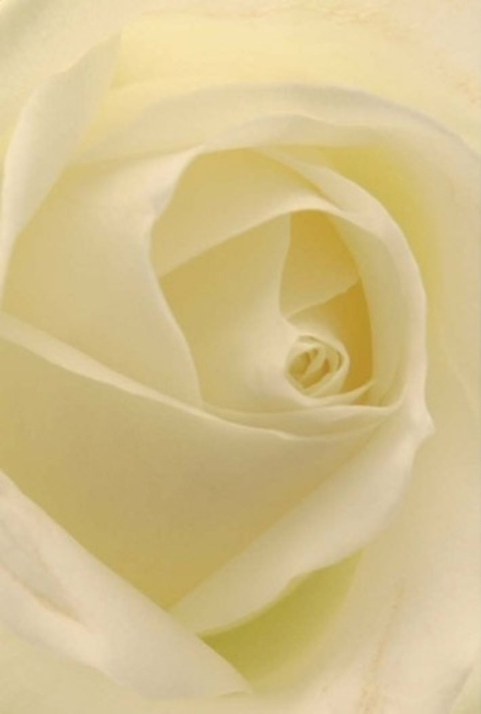 Seen up close, this classic white rose becomes a study in softness and understated luxury, its petals arranged in an almost perfect spiral reminiscent of peaceful walks along the Grand Union Canal. The layered effect, where each velvety petal tucks into the next, crafts a sense of tranquility that echoes the slow pace of a Milton Keynes morning. Cream, white, and the faintest blush of lemon pool together, drawing the eye steadily toward the heart of the bloom, where the light appears to shimmer softly from within. The gentle gradients of shade and tone create a hypnotic interplay between light and shadow, conveying depth and calm in equal measure. This rose is a natural choice for milestone moments-a romantic anniversary, a sincere apology, or an elegant centrepiece for a wedding in Willen or Loughton. As the scent whispers through the air, clean and almost ethereal, one senses both the tender care of the florist and the enduring strength of the natural form. The outer petals, thin and nearly translucent, speak to fragility and fleeting beauty, yet their arrangement reflects a wisdom that only time and experience can bestow. This is a bloom to mark significant emotions, handcrafted and delivered with the utmost respect for Milton Keynes' cherished occasions.